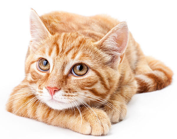 GATO-LAGRAVETA-MASAMAGRELL