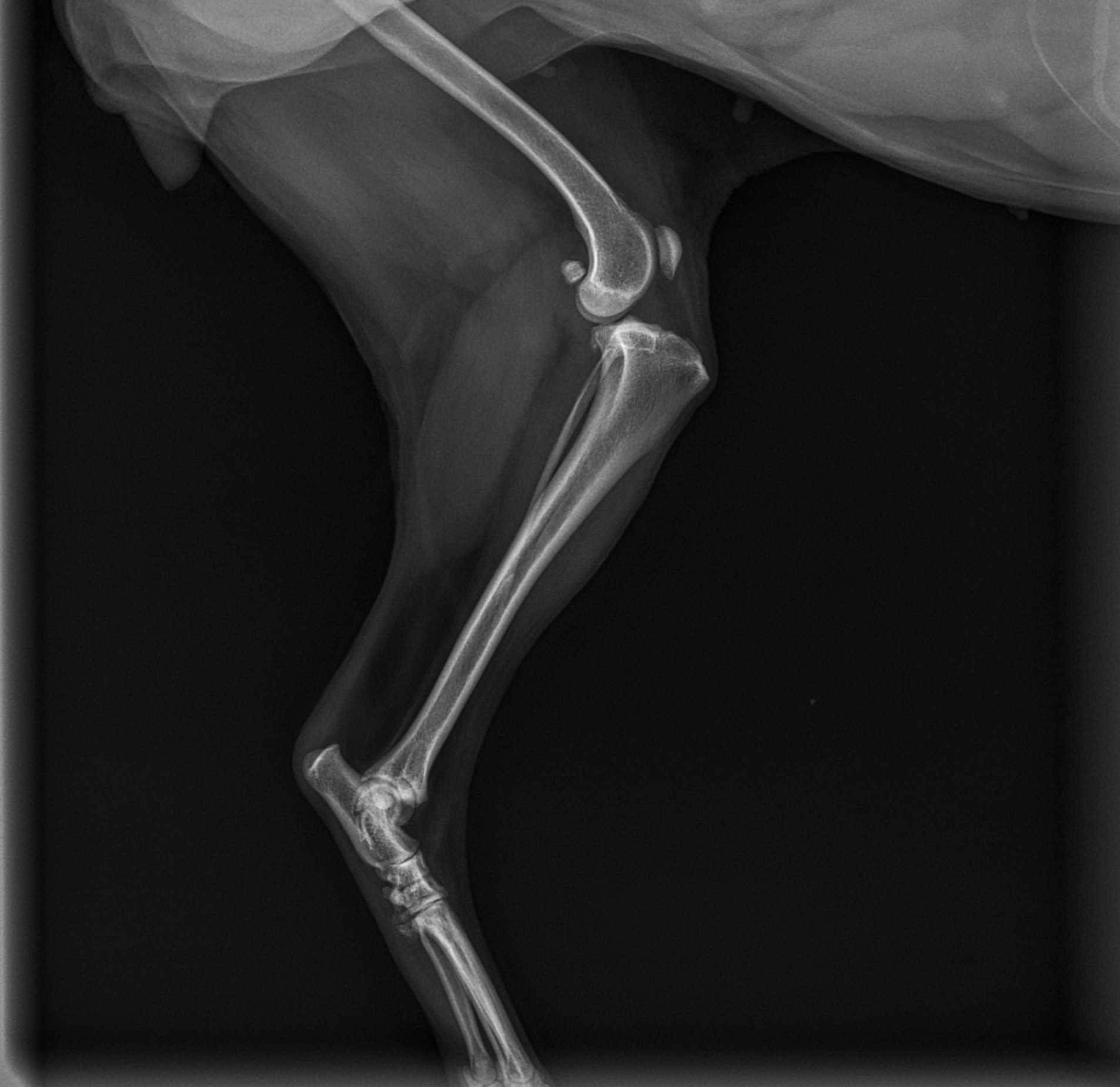 DIDI RAMIREZ NICOLAR 13-10-25 RX EPI LAT