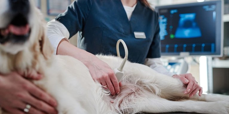 ecografia-veterinaria-1200x630.2e16d0ba.fill-767x384
